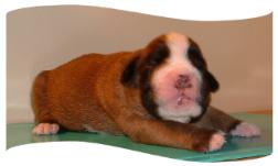 Tess à 10 jours