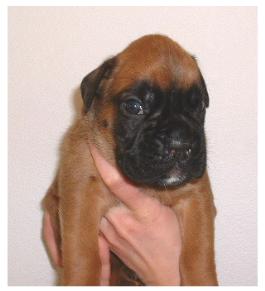 Thor à 16 jours