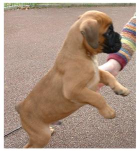 Thor à 50 jours