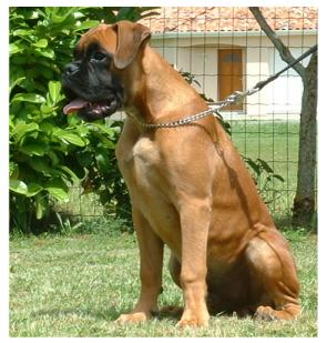 Thor 4 mois et demi
